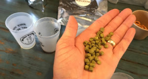 beer-chronicle-houston-craft-beer-review-featured-_0000_baa-baa-brewhouse-brookshire-hops-in-hand-pellets