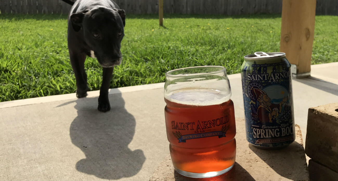Beer-Chronicle-Houston-Craft-Beer-Review-saint-arnold-Spring-Bock-With-Dog-Approaching-Beer
