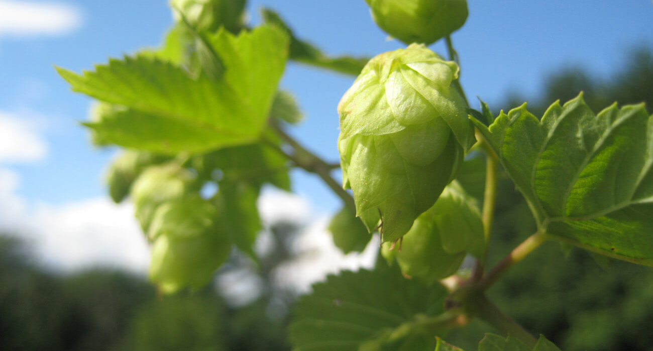 Beer-Chronicle-Houston-the-future-of-the-ipa-cascade-hops-in-sunlight