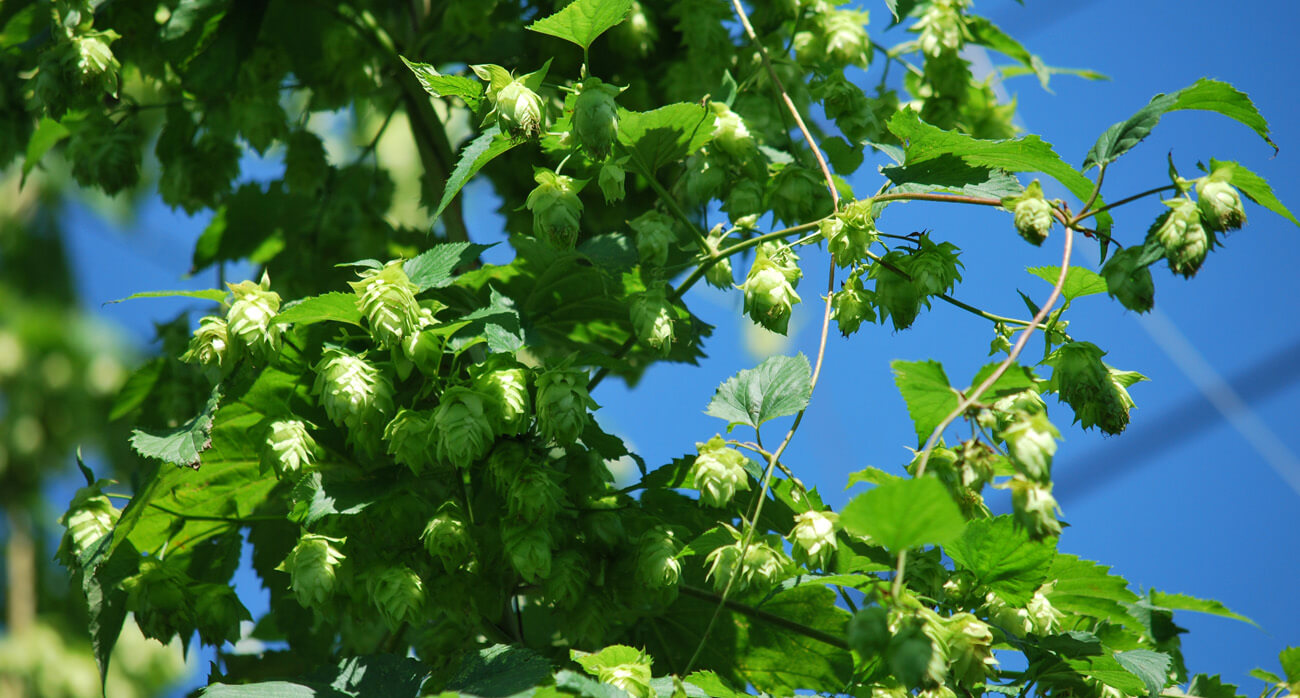 Beer-Chronicle-Houston-the-future-of-the-ipa-citra-hops