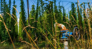 Beer-Chronicle-why-are-hops-so-sexy_0002_-Hops-andre-klimke-2afNpP1BcHk-unsplash